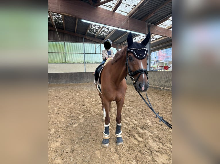 Westphalien Hongre 11 Ans 168 cm  in Bergisch Gladbach