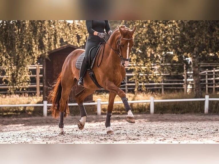 Westphalien Hongre 11 Ans 170 cm Alezan in Ahrensburg