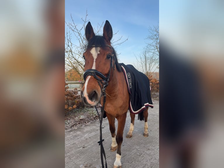 Westphalien Hongre 11 Ans 170 cm Bai clair in Varel