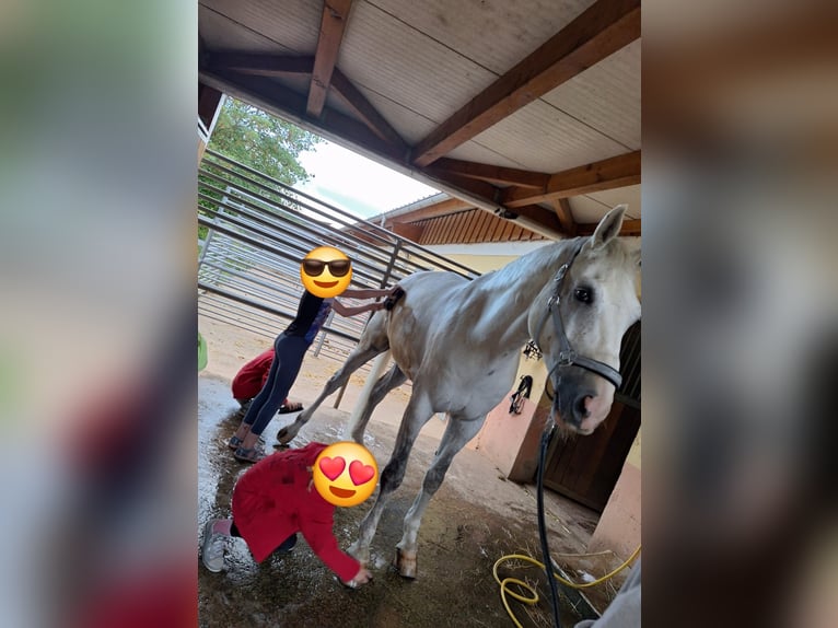 Westphalien Hongre 11 Ans 170 cm Gris in Weil der Stadt