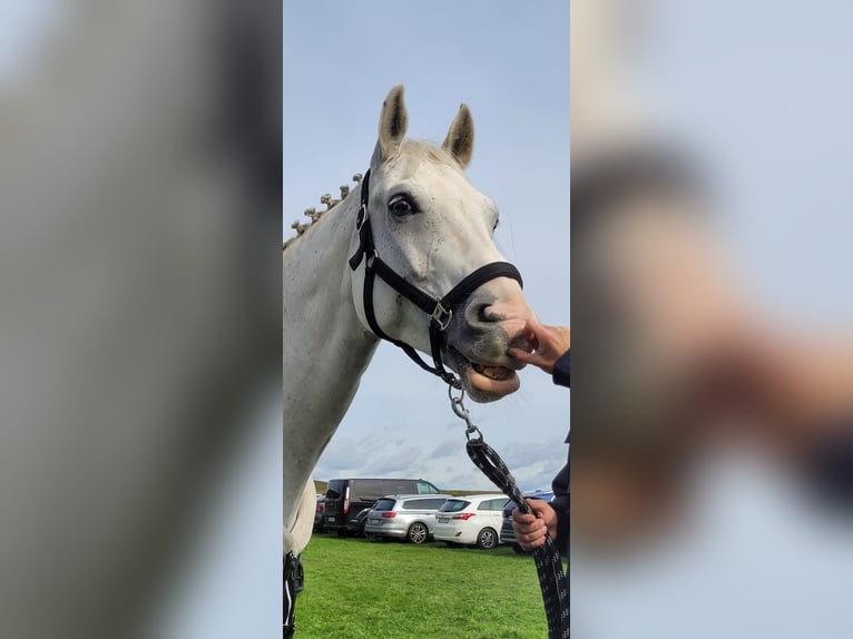 Westphalien Hongre 11 Ans 170 cm Gris in Weil der Stadt