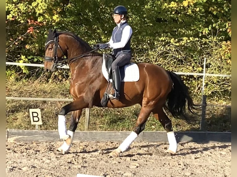 Westphalien Hongre 11 Ans 171 cm Bai in Brunn