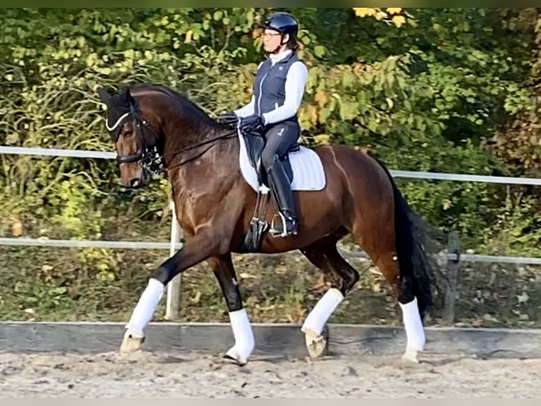 Westphalien Hongre 11 Ans 171 cm Bai in Brunn