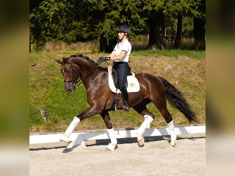 Westphalien Hongre 11 Ans 172 cm Alezan in Freiensteinau
