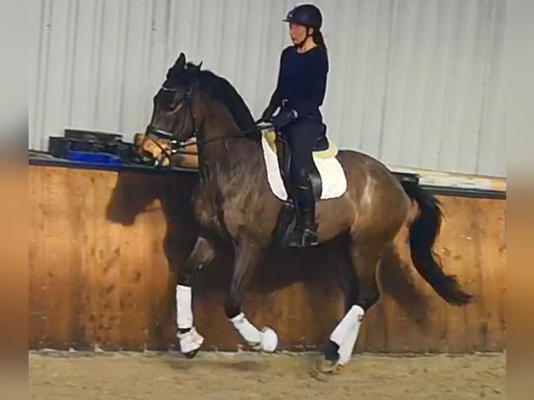 Westphalien Hongre 11 Ans 172 cm Bai in Bönen