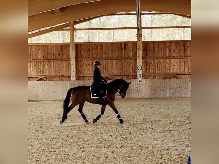 Westphalien Hongre 11 Ans 172 cm Bai in Langenzenn