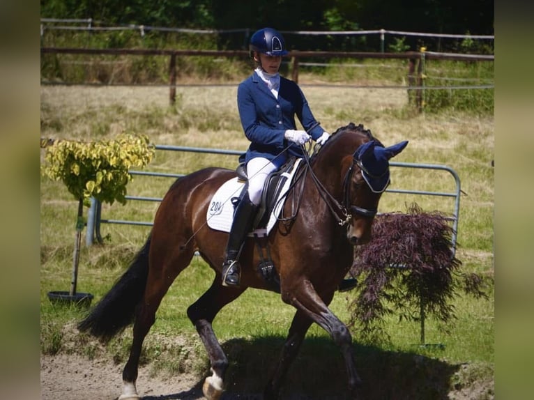 Westphalien Hongre 11 Ans 172 cm Bai in Paderborn