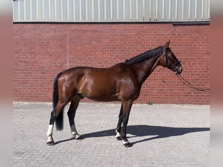 Westphalien Hongre 11 Ans 173 cm Bai in Herzlake