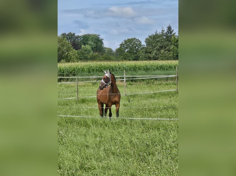 Westphalien Hongre 11 Ans 173 cm Bai in Buggingen