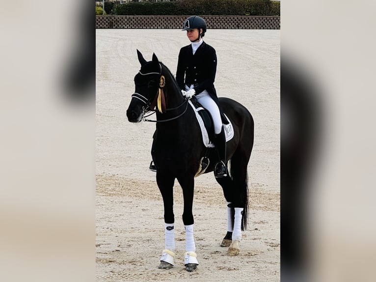 Westphalien Hongre 11 Ans 174 cm Noir in Baldham