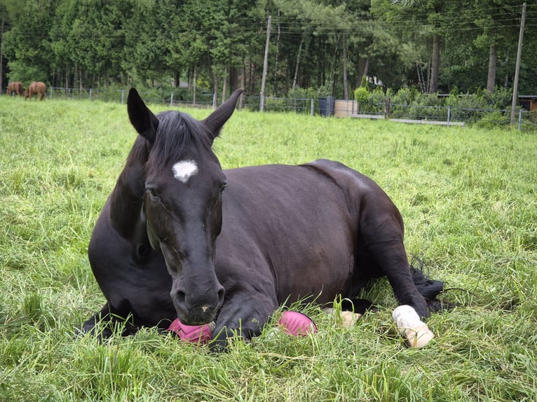 Westphalien Hongre 11 Ans 174 cm Noir in Bielefeld
