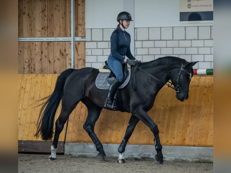 Westphalien Hongre 11 Ans 174 cm Noir in Senden