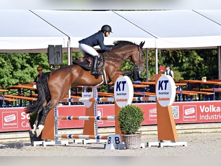 Westphalien Hongre 11 Ans 175 cm Bai brun in Frankfurt am Main