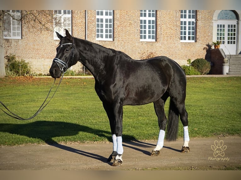 Westphalien Hongre 11 Ans 178 cm Noir in Erkelenz