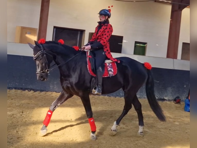 Westphalien Hongre 11 Ans 178 cm Noir in Erkelenz