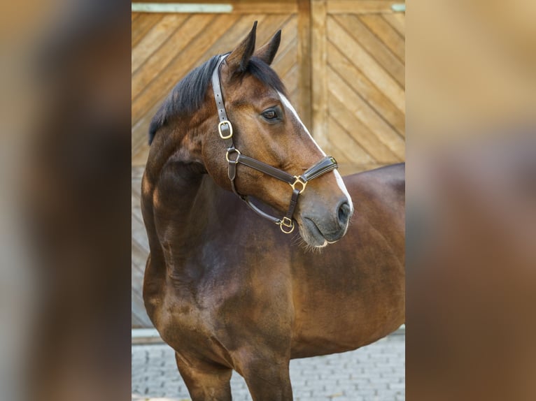 Westphalien Hongre 11 Ans 183 cm Bai in Lippstadt