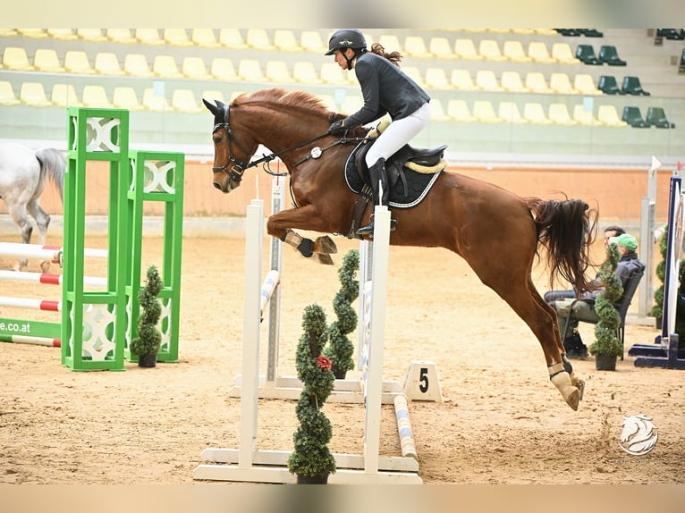 Westphalien Hongre 12 Ans 165 cm Alezan brûlé in Schömberg