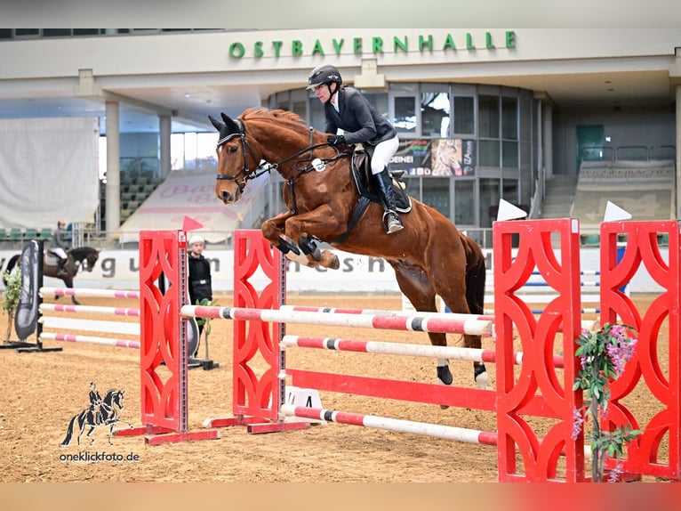 Westphalien Hongre 12 Ans 165 cm Alezan brûlé in Schömberg