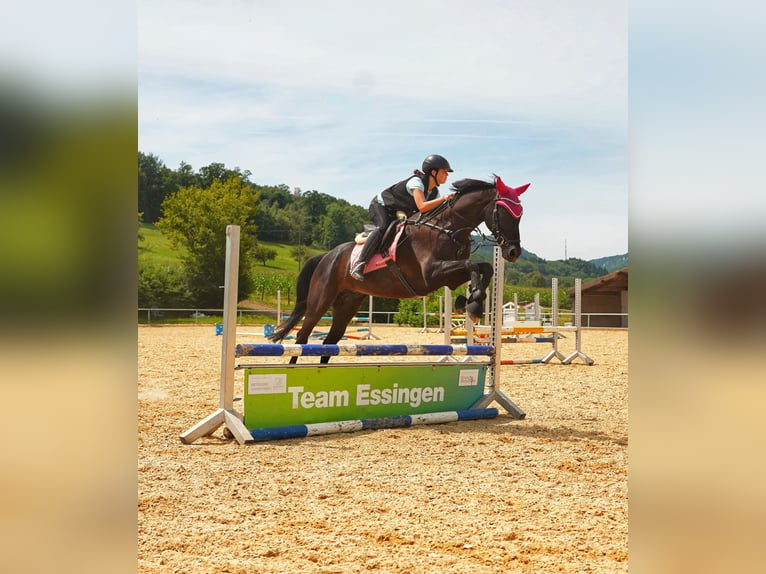 Westphalien Hongre 12 Ans 168 cm Noir in Essingen