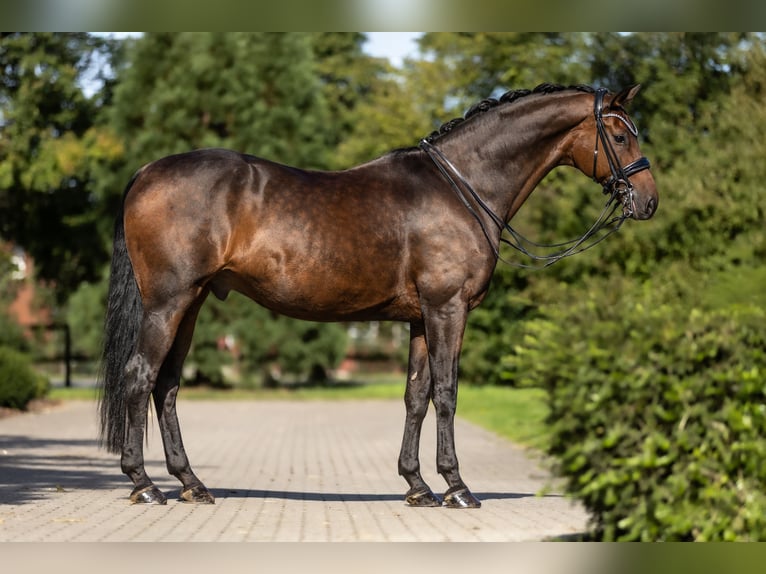 Westphalien Hongre 12 Ans 170 cm Bai in Lippetal
