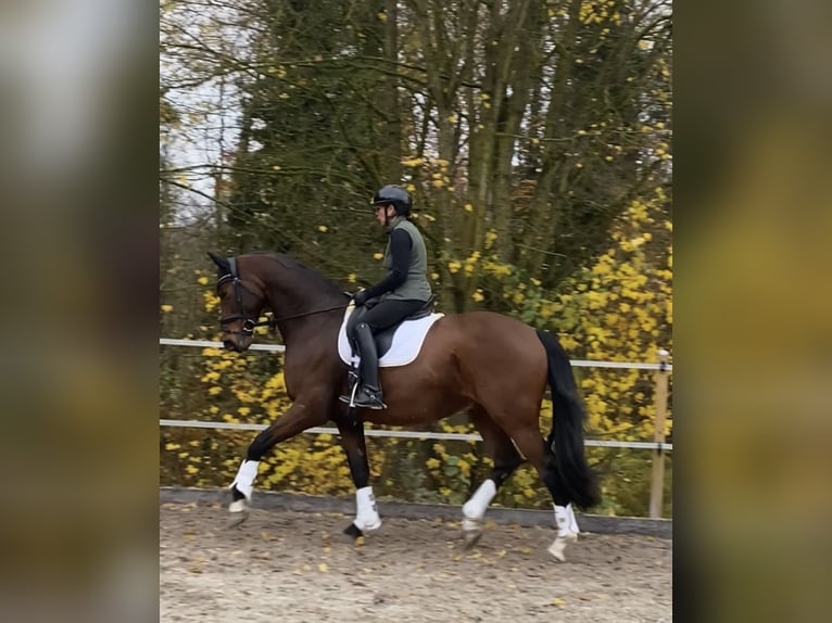 Westphalien Hongre 12 Ans 171 cm Bai in Brunn