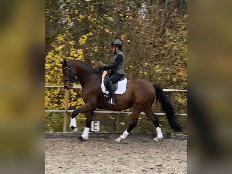 Westphalien Hongre 12 Ans 171 cm Bai in Brunn