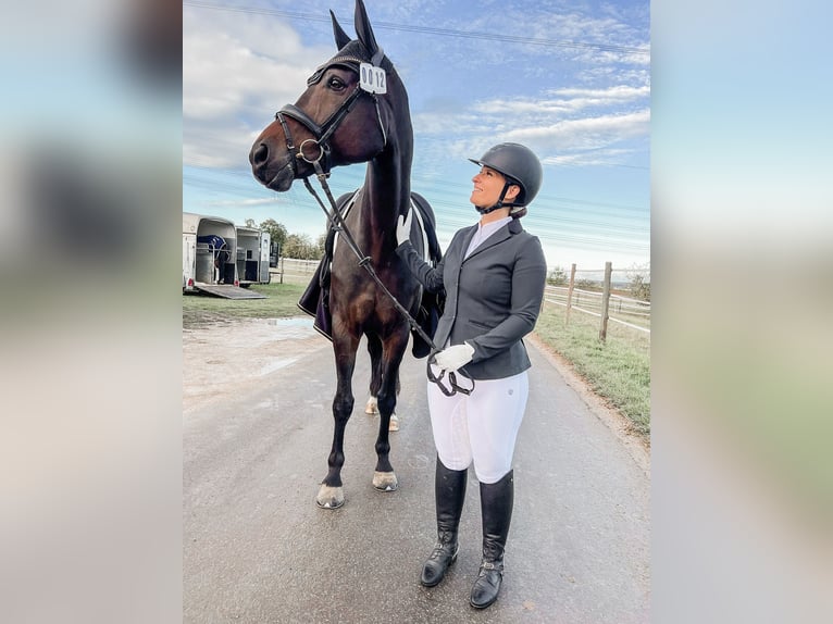 Westphalien Hongre 12 Ans 172 cm Bai brun in Wernau
