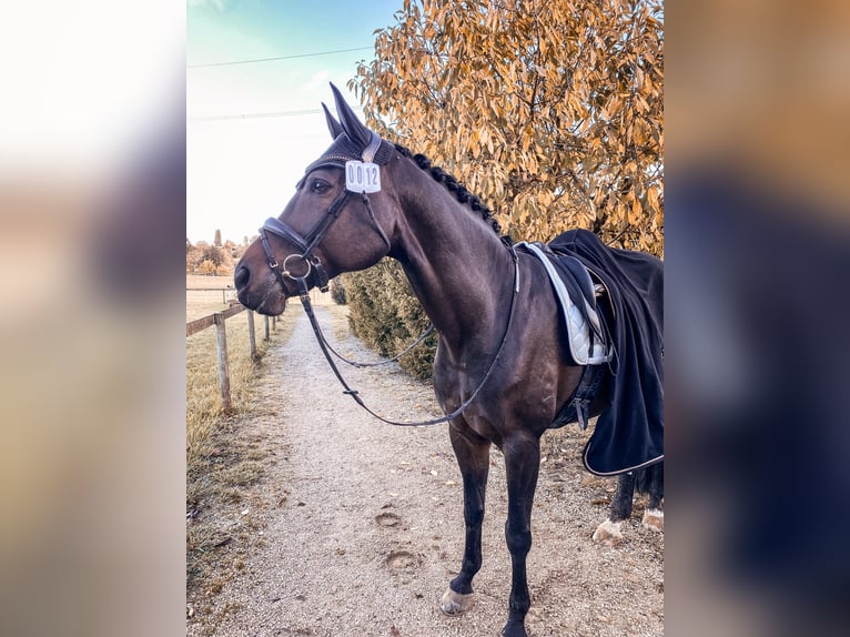 Westphalien Hongre 12 Ans 172 cm Bai brun in Wernau
