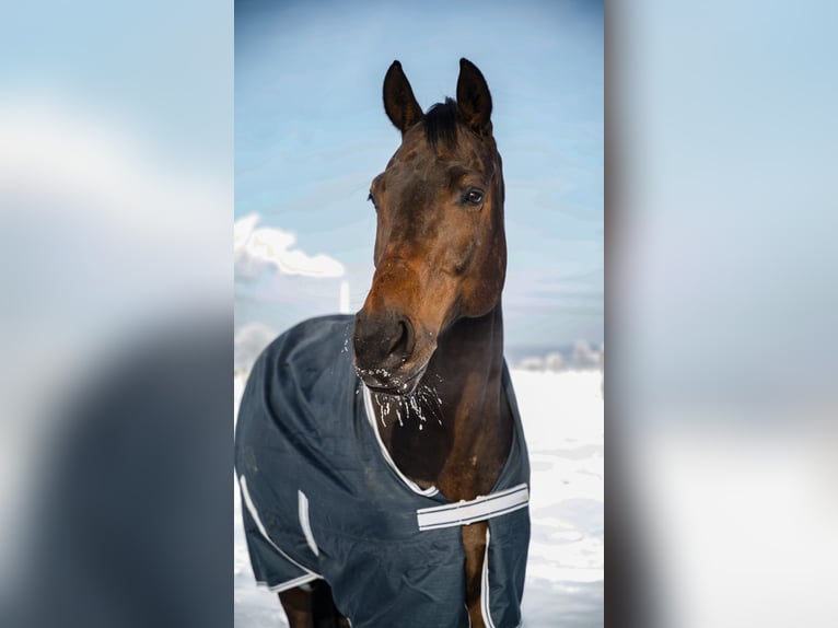 Westphalien Hongre 12 Ans 172 cm Bai brun in Wernau