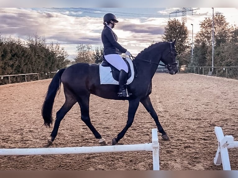 Westphalien Hongre 12 Ans 172 cm Bai brun in Wernau