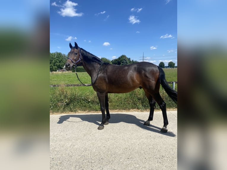 Westphalien Hongre 12 Ans 172 cm Bai brun in Wernau