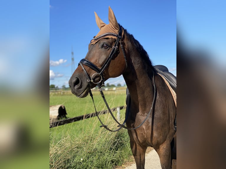 Westphalien Hongre 12 Ans 172 cm Bai brun in Wernau