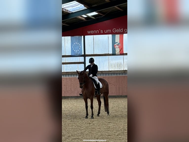 Westphalien Hongre 12 Ans 172 cm Bai in B&#xFC;ren