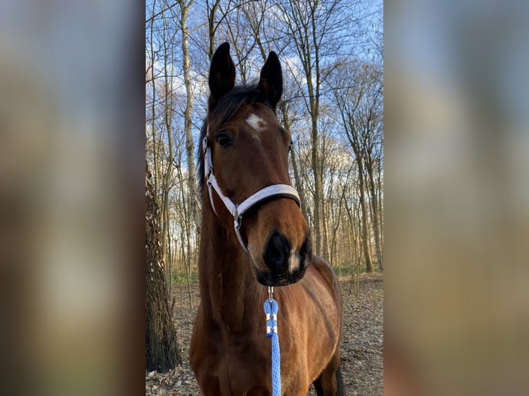 Westphalien Hongre 12 Ans 175 cm Bai in Oststeinbek