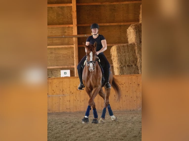 Westphalien Hongre 12 Ans 176 cm Alezan in Wolfsheim