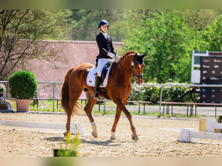Westphalien Hongre 12 Ans 178 cm Alezan in Bad W&#xFC;nnenberg