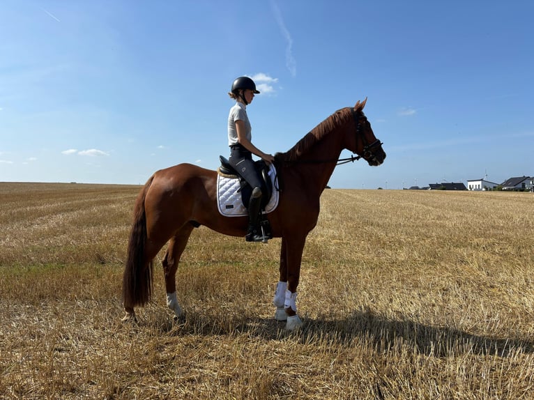 Westphalien Hongre 12 Ans 178 cm Alezan in Bad W&#xFC;nnenberg