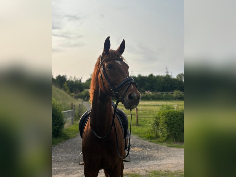 Westphalien Hongre 12 Ans 178 cm Alezan in Bad W&#xFC;nnenberg