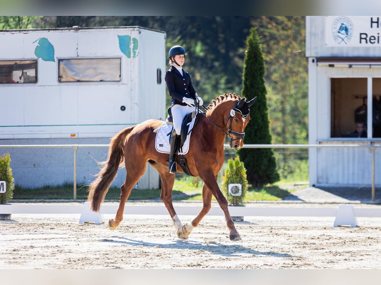 Westphalien Hongre 12 Ans 178 cm Alezan in Bad W&#xFC;nnenberg