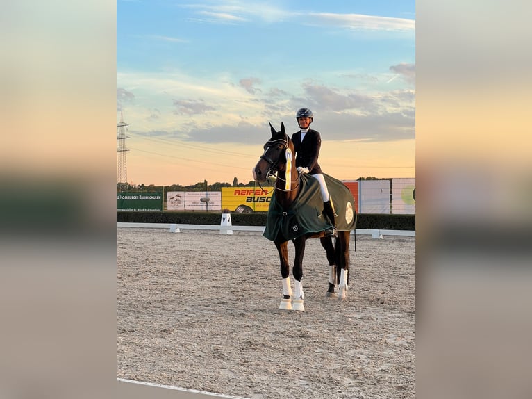 Westphalien Hongre 12 Ans 179 cm Bai brun in Lautertal