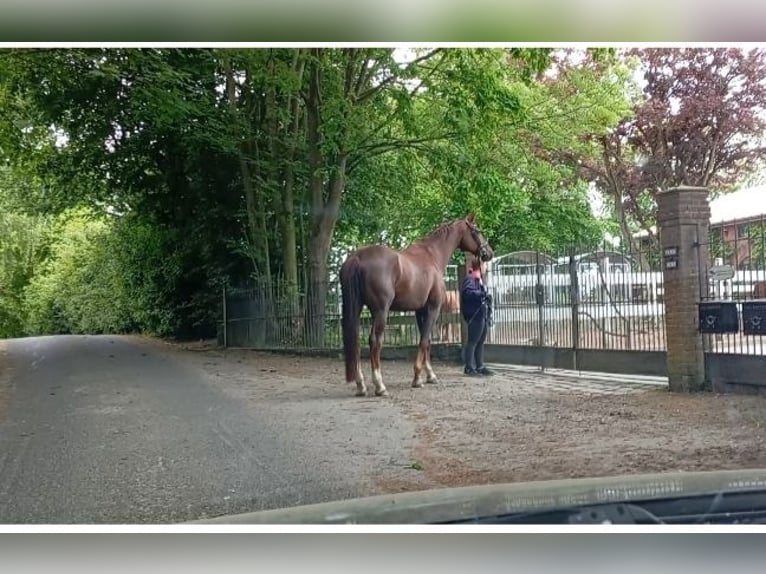 Westphalien Hongre 12 Ans 182 cm Alezan brûlé in Diekhusen