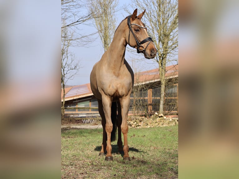 Westphalien Hongre 13 Ans 168 cm Alezan brûlé in Fröndenberg