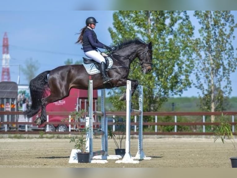 Westphalien Hongre 13 Ans 172 cm Bai in Olari