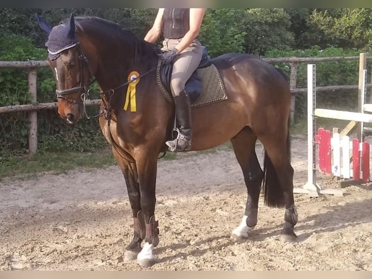 Westphalien Hongre 13 Ans 174 cm Bai in Melle