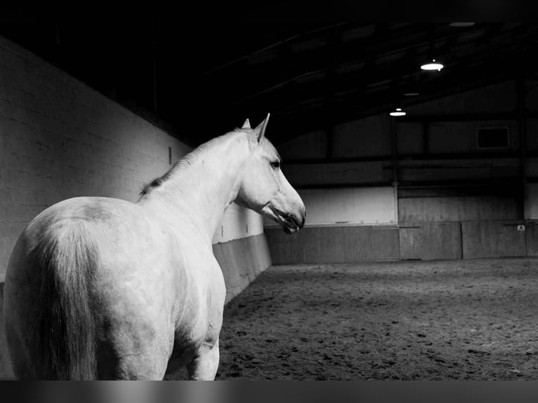 Westphalien Hongre 13 Ans 174 cm Gris in Berne