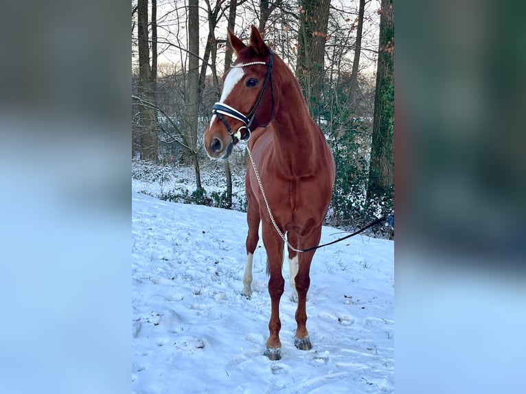 Westphalien Hongre 13 Ans 175 cm Alezan in Werther