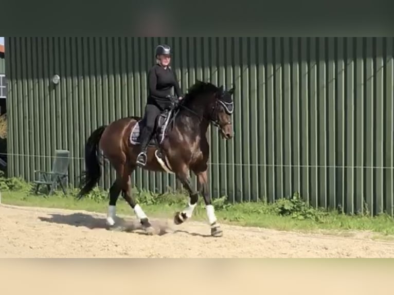 Westphalien Hongre 13 Ans 177 cm Bai brun in Emden