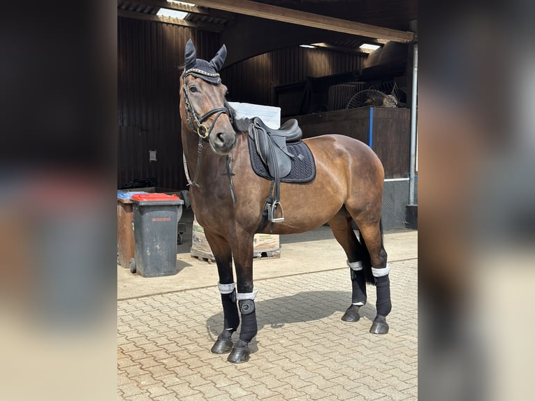 Westphalien Hongre 13 Ans 181 cm Bai brun in Siegen