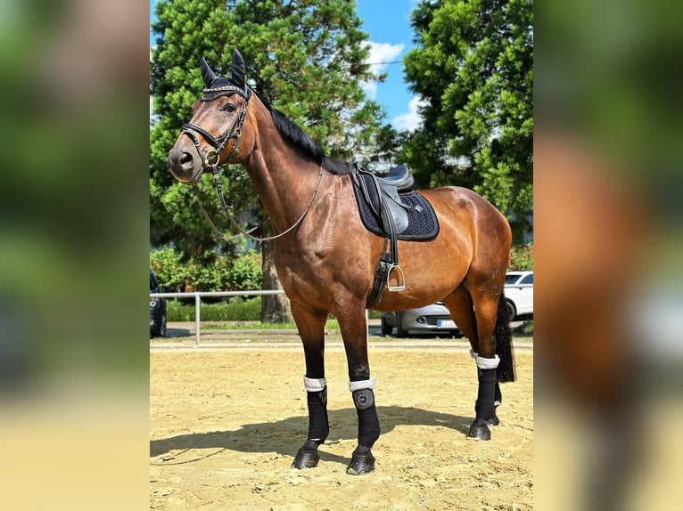 Westphalien Hongre 13 Ans 181 cm Bai brun in Siegen