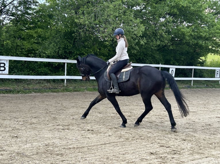 Westphalien Hongre 14 Ans 165 cm Bai in Erlensee